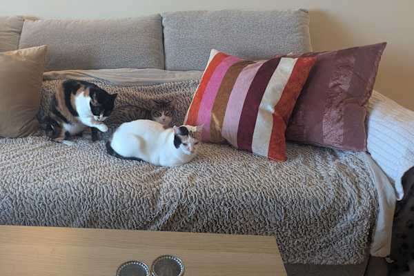 House sit in Portimão, Portugal