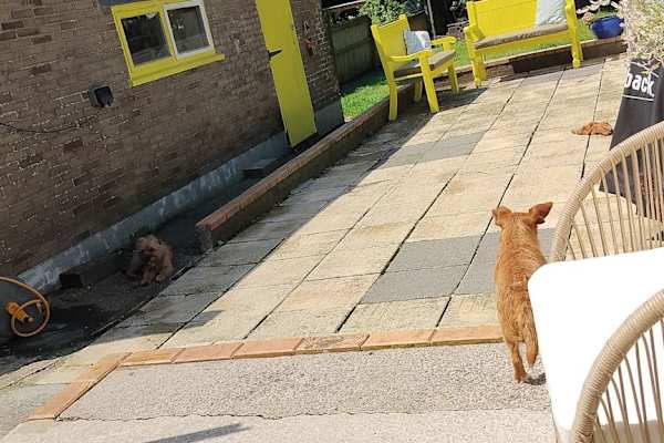 House sit in Cardiff, United Kingdom