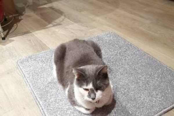 House sit in Liverpool, United Kingdom