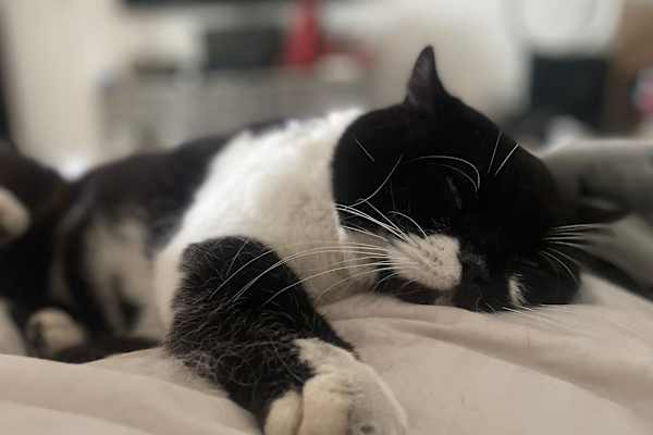 House sit in Woking, United Kingdom