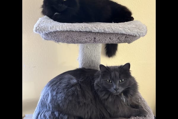 House sit in Victoria, BC, Canada