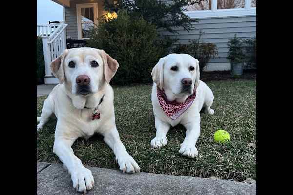 House sit in Blacksburg, VA, US