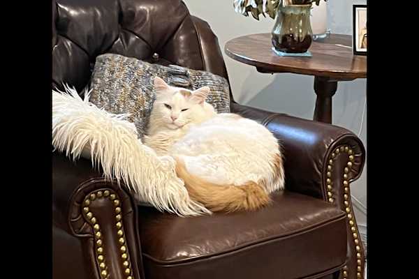 House sit in Melbourne, VIC, Australia