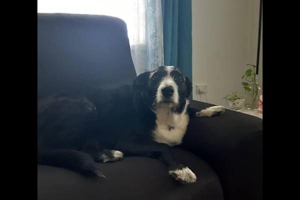 House sit in Emu Park, QLD, Australia
