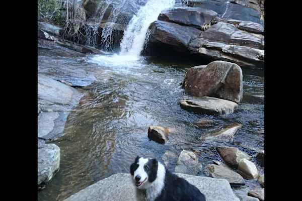 House sit in Pisgah Forest, NC, US