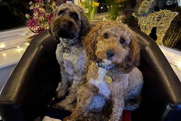 House sit in Maidstone, United Kingdom