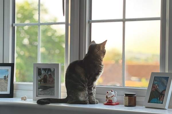 House sit in Edenbridge, United Kingdom