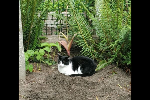 House sit in Anacortes, WA, US