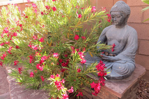 House sit in Las Vegas, NV, US