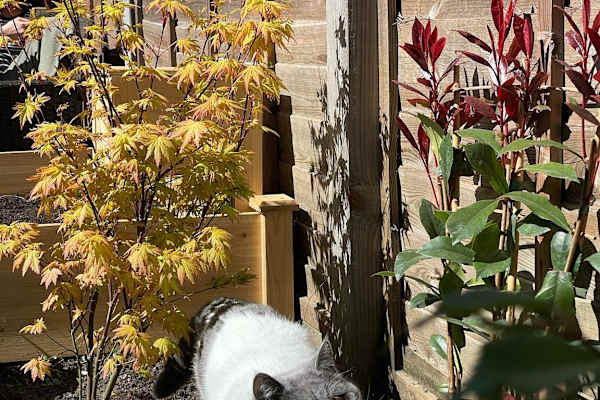 House sit in Kingston upon Thames, United Kingdom