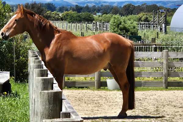 House sit in Featherston, New Zealand