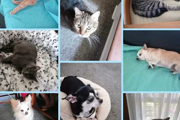 House sit in Saint Albans, West Virginia, US