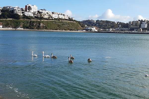 House sit in Torquay, United Kingdom