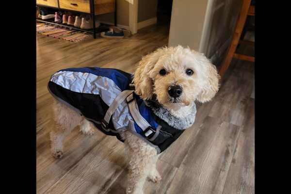 House sit in Ladysmith, BC, Canada