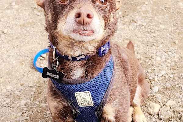 House sit in Calgary, AB, Canada