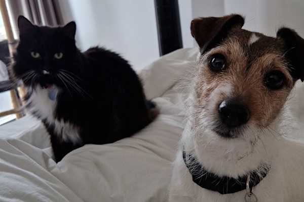 House sit in Brentford, United Kingdom