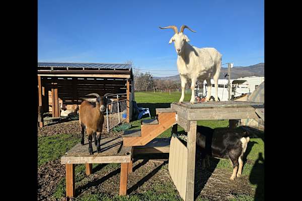 House sit in Ashland, OR, US