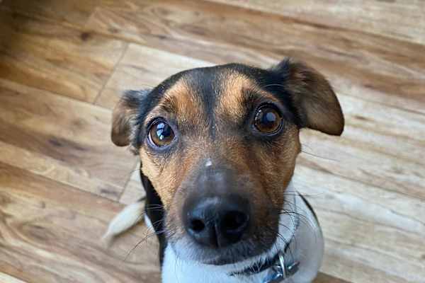 House sit in Saffron Walden, United Kingdom