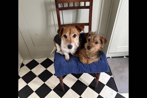 House sit in Witney, United Kingdom