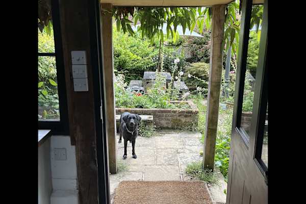 House sit in Cranbrook, United Kingdom