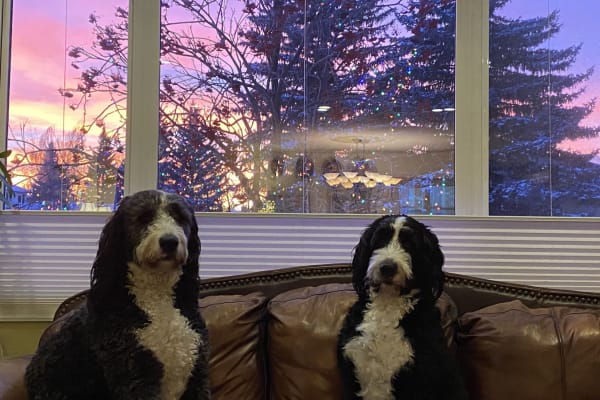 House sit in Calgary, AB, Canada