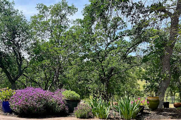 House sit in Coarsegold, CA, US