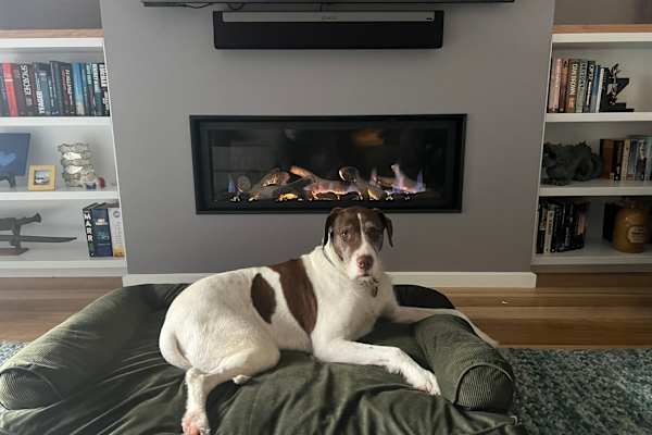 House sit in Melbourne, VIC, Australia