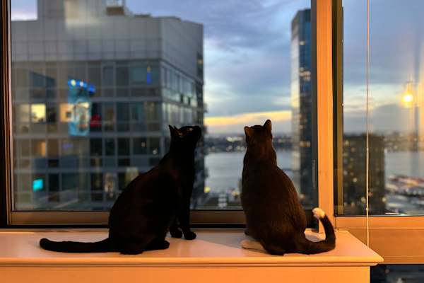 House sit in New York City, NY, US