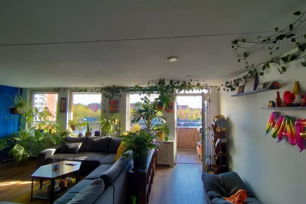 House sit in Amsterdam, Netherlands