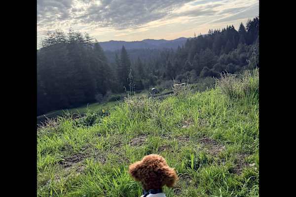 House sit in Los Gatos, CA, US
