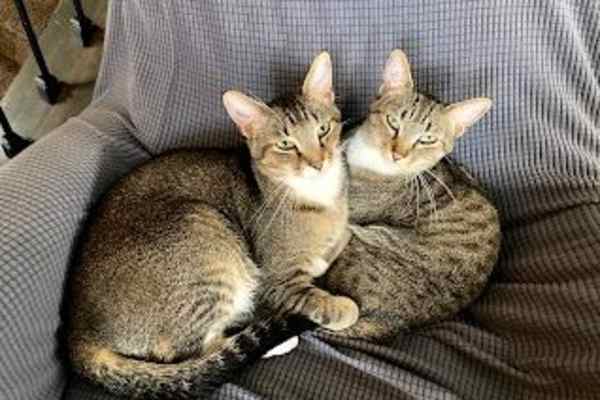 House sit in Louisville, CO, US