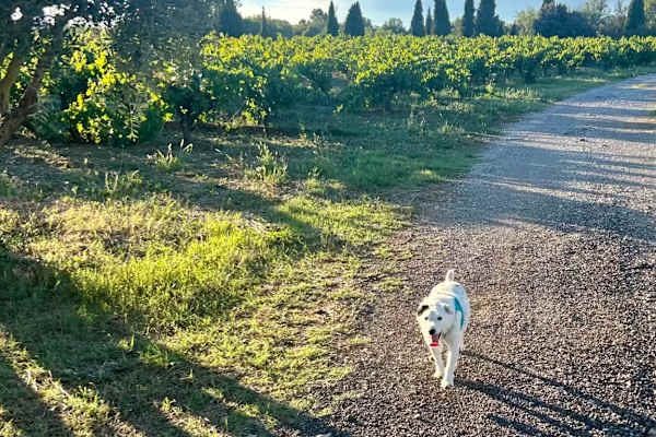 House sit in Jacou, France