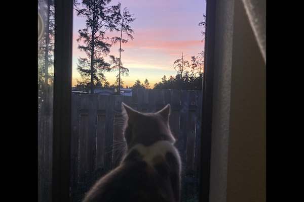House sit in Westport, WA, US