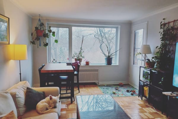 House sit in Toronto, ON, Canada