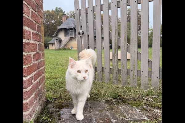 House sit in Nogent-sur-Vernisson, France