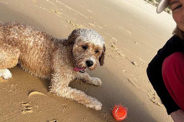 House sit in Ulladulla, NSW, Australia