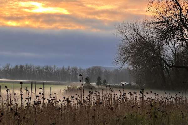 House sit in Corvallis, OR, US