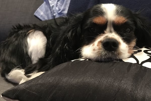 House sit in Cobble Hill, NY, US