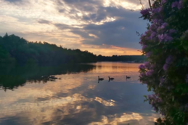 House sit in Farnborough, United Kingdom