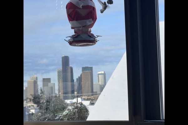 House sit in Seattle, WA, US