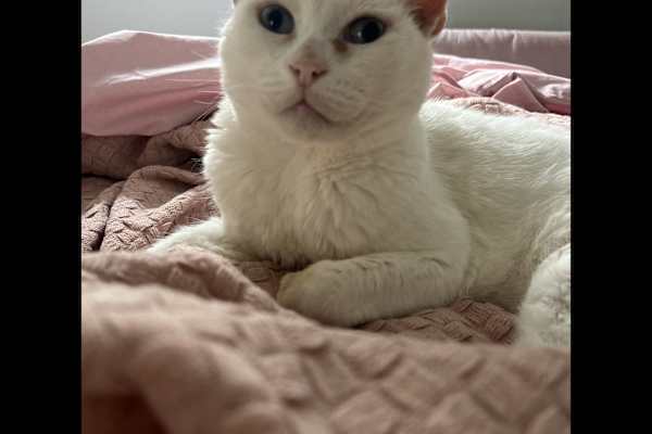 House sit in Sydney, NSW, Australia