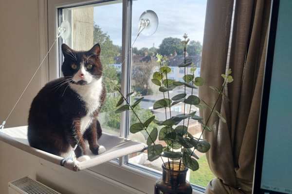 House sit in Purley, United Kingdom