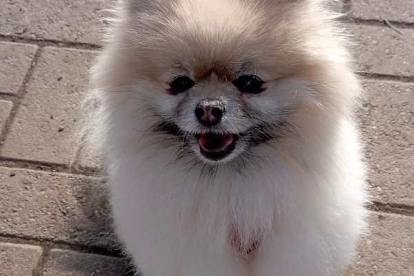 House sit in Rochester, United Kingdom