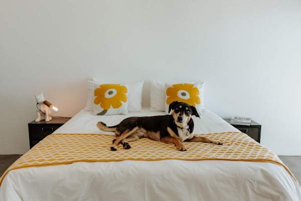 House sit in Jacobs Bay, South Africa