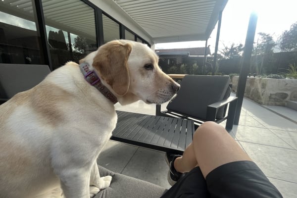 House sit in Sydney, NSW, Australia