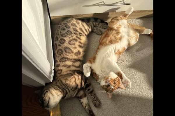 House sit in Earlsfield, United Kingdom