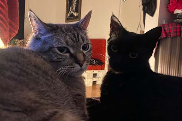 House sit in Barcelona, Spain