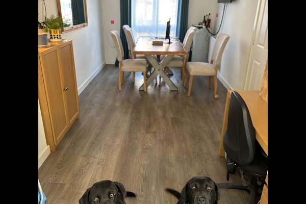 House sit in Longbridge, United Kingdom