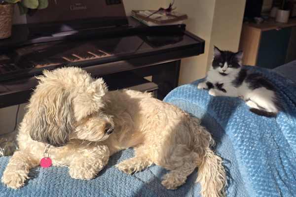 House sit in Marlow, United Kingdom