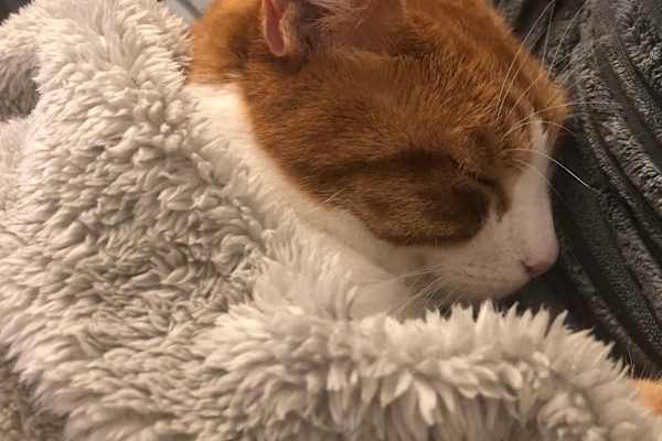 House sit in Brighton, United Kingdom